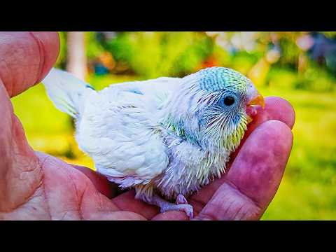 I Built a GLASS CAGE Inside a GIANT Bird Cage! 🐦🏠