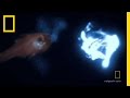Bioluminescence and Marine Adaptations