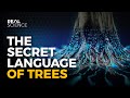 Understanding Trees and Mycorrhizal Networks