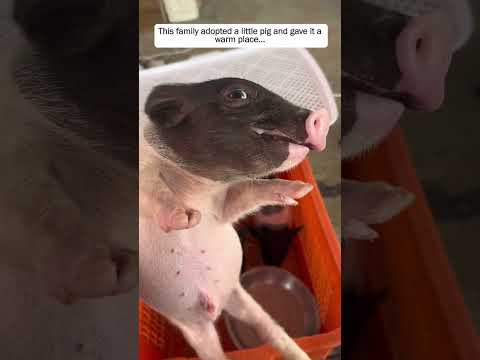 This family adopted a little pig