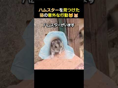 ハムスターを見つけた猫