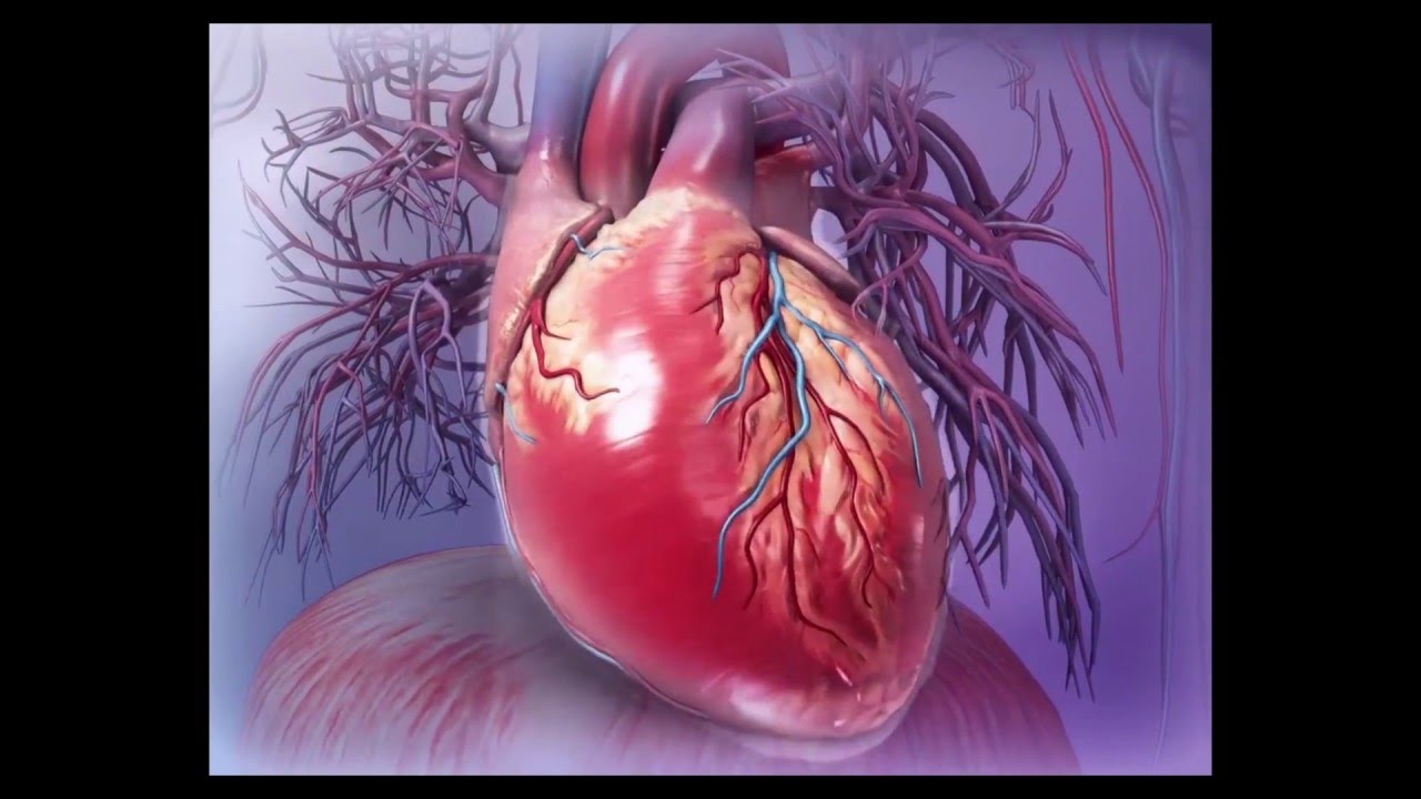 Heart Dissection Virtual Lab: Exploring the Inner Workings of the Human Heart