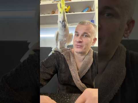 Выяснение отношений с Какаду #какаду #cockatoo #birds #parrot #юмор #прикол #смех