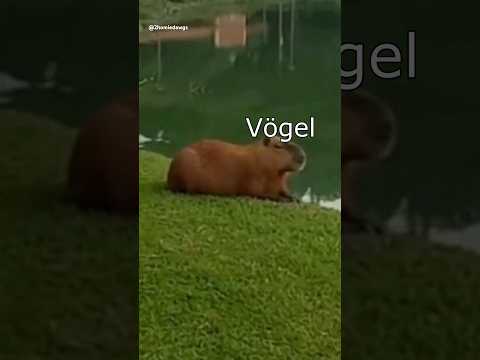Die Dawgs entspannen sich #lustig #witzig #funny #tiere #animals #meme #lachen #happy #2homiedawgs