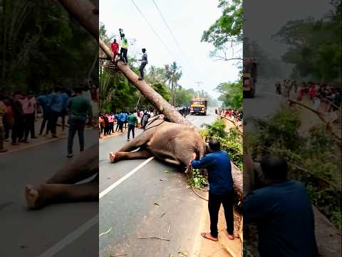 আল্লাহ আমারে বাঁচাও #funny #shorts #shortsvideo #viral #trending #tsfunnyvoice