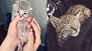 Bobcat Cub Was Afraid of Water—A Labrador Showed Her the Shallow End
