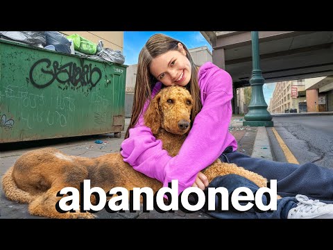 I Rescued a LOST DOG! Will I Keep Him?