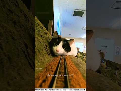 Cat Save A Hotel 😍 #cat #funny