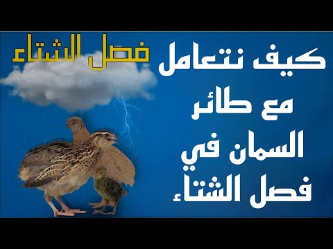 كيف نتعامل مع السمان في فصل الشتاء.