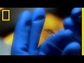 Understanding Rabies and Vampire Bats