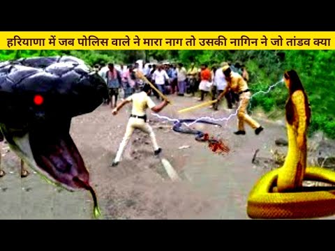 हरियाणा में जब पोलिस वाले ने मारा नाग तो उसकी नागिन ने जो तांडव क्या#ichchadharinagin #viralvideo