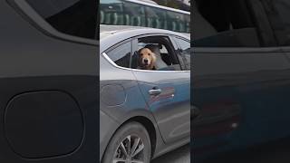Did you  saw this  cute dog ❣️😜💕#animation #ai #cartoon #catshorts #funny #猫 #ytshorts #shorts