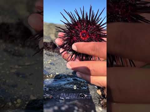 Esse OURIÇO DO MAR transforma DOR em PESADELO