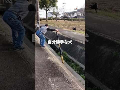 我が道を行く柴犬💨|PECO