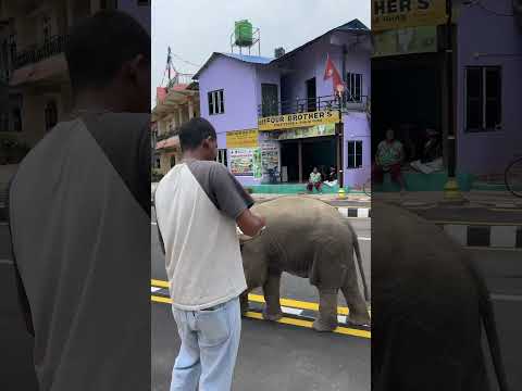 Watch till end how baby elephant chasing him and you will laugh 😆 at last 😮