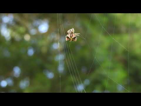 20190928  鳳凰國小蜘蛛結網 - YouTube(25秒)