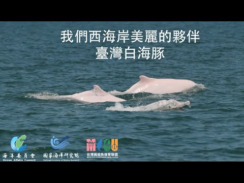 我們西海岸美麗的夥伴-臺灣白海豚 - YouTube