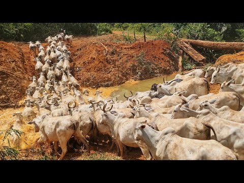 ATRAVESSANDO VACAS GORDAS PARA O AB@TE!😱 MAIS DE 120 cabeças.