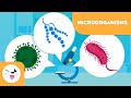 Microorganisms and Their Functions