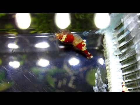 Crystal Red Shrimp With Sexual Reproduction 1 (水晶蝦交配/交尾) - YouTube(21秒) 一隻10~15萬