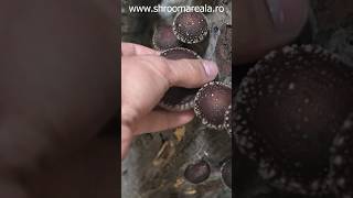 busteni cu Shiitake dupa 3 ani