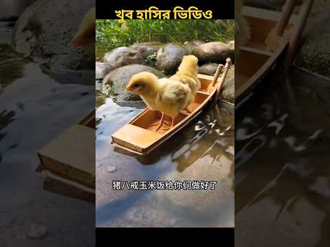 Chiki noukai bose pani khachhe#short funny facts#comedy
