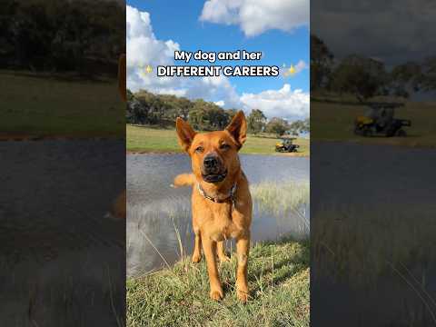 A girl of many talents 😂 #australiancattledog #redheeler #dogcareers #workingdog