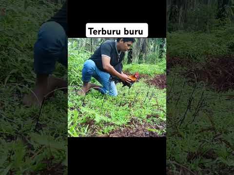 Mikat ayam hutan #pikatayamhutan
