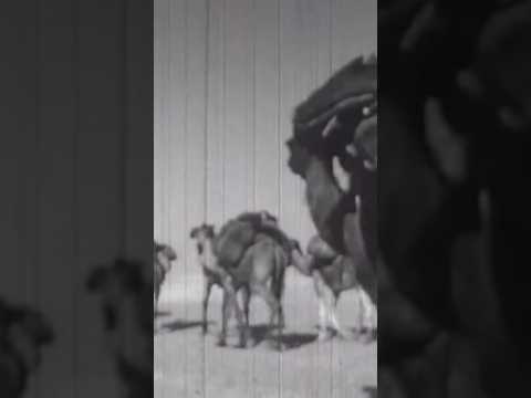 Saudi Aramco, Part-2
