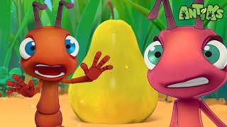 Antiks | Pear Shaped | Full Episodes | Cartoons for Kids