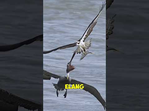 Pelikan Sering Curi Ikan elang... Hingga Terjadi Hal Ini!"