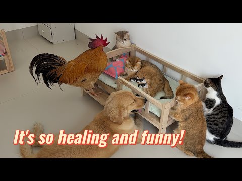 The mother cat is about to give birth to kittens!The dog,chicken and cat are guarding the mother cat