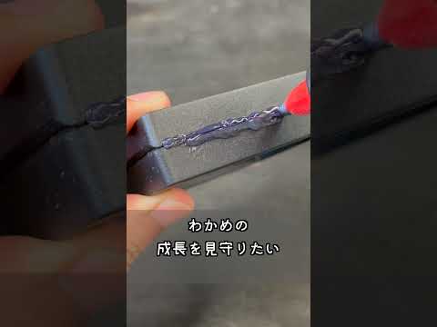 乾燥わかめとスピリタス