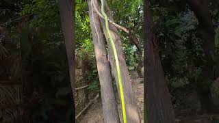 Amazing Snake in Jharkhand #shortvideo #youtubeshorts #trending