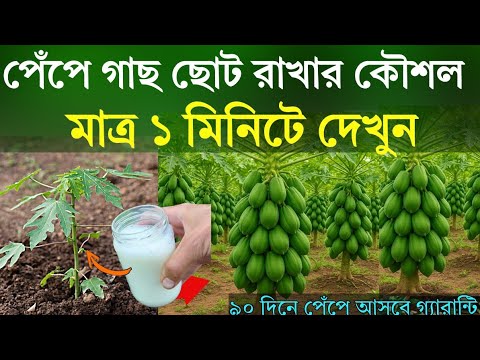 মাত্র ১ মিনিটে দেখুন - পেঁপে গাছ ছোট রাখার কৌশল - পেঁপের দ্বিগুণ ফলন হবে -  পেঁপে চাষ পদ্ধতি