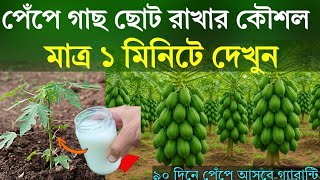 মাত্র ১ মিনিটে দেখুন - পেঁপে গাছ ছোট রাখার কৌশল - পেঁপের দ্বিগুণ ফলন হবে -  পেঁপে চাষ পদ্ধতি