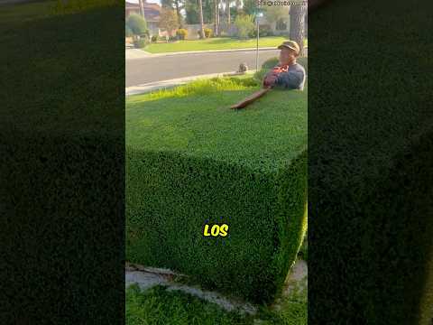 ¡SU JARDÍN ERA UNA SELVA! 🌿😱 Pero lo transformó en algo increíble #shorts #shortsvideo