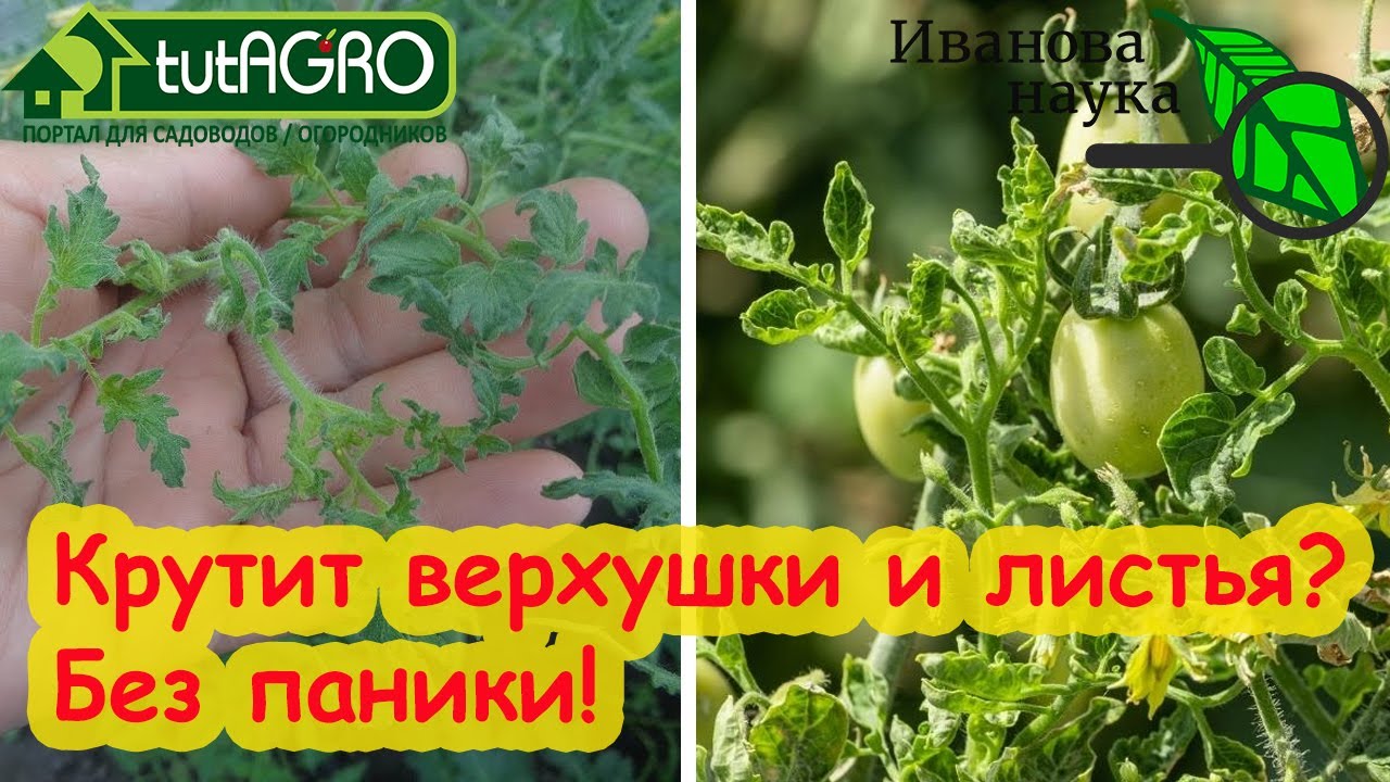 Крутит верхушки и листья томата перевожу с языка томатов на человеческий. Первая помощь рассаде.