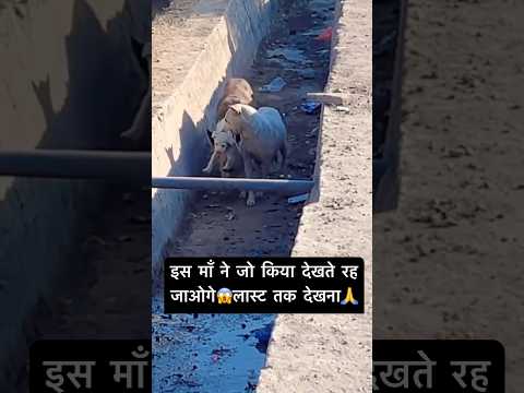 माँ तो माँ होती है #dog #doglover #humanity #shorts