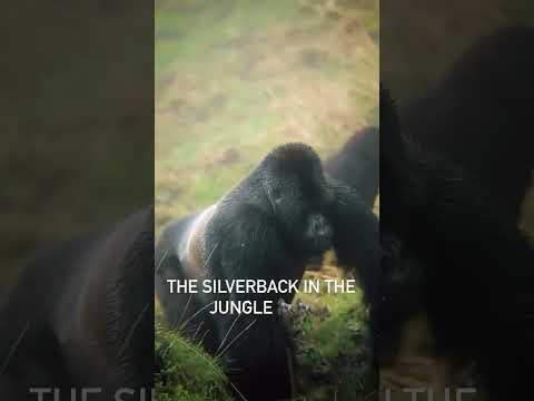 Silverback Gorilla in the Jungle #silverbackgorilla #viral #viralshorts #video #gorilla #viralvideo