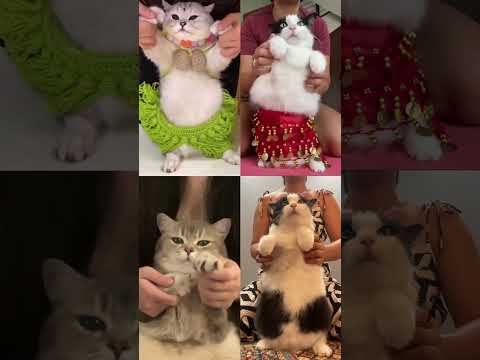 Egiptian cats dancing ❤️