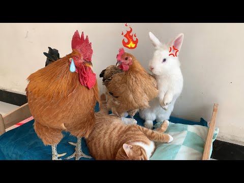 So funny! The rooster wakes up the kitten! The hen and the rabbit are angry! So cute! So healing!