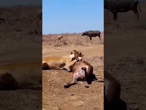 #youtubeshorts #youtube #shortvideo #reels #shorts #trending #trendingshorts #funny #gaming #lion