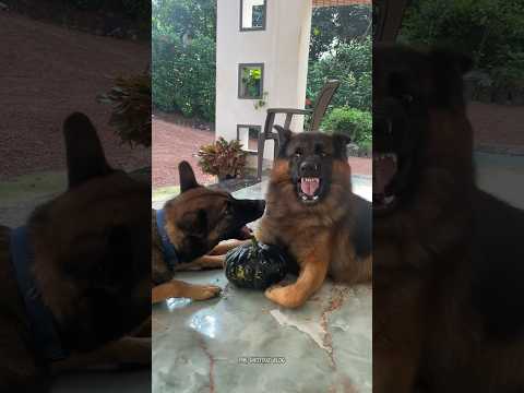 എന്റെ മത്തങ്ങേൽ തൊടുന്നോടി..🎃😂LEOLAIKA #dog #gsdforever #doglover #germanshepherd #germanshepred