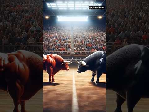 Fight with the most powerful Red Bull cow।। #tiktok #facts #english #shortvideo