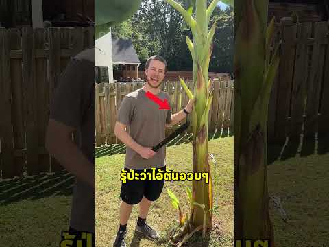 ทำไมชาวสวนต้องตัดต้นกล้วยทิ้ง... ทั้งต้น? 🌱