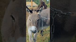 Русик против ослов #чегеря #ивлеева #реалити