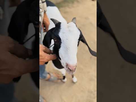 बक़री का वादा 🐐🥺 #shortsfeed #emotional #viralvideo #motivational #motivation #animals