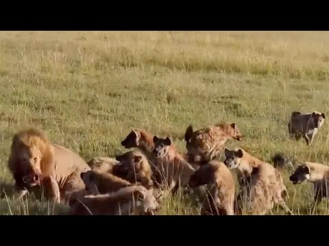 Hyenas And Wild Dogs Surround Attack Lion