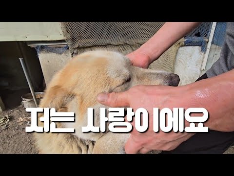 밭에 방치된 봄이 주인을 만났습니다